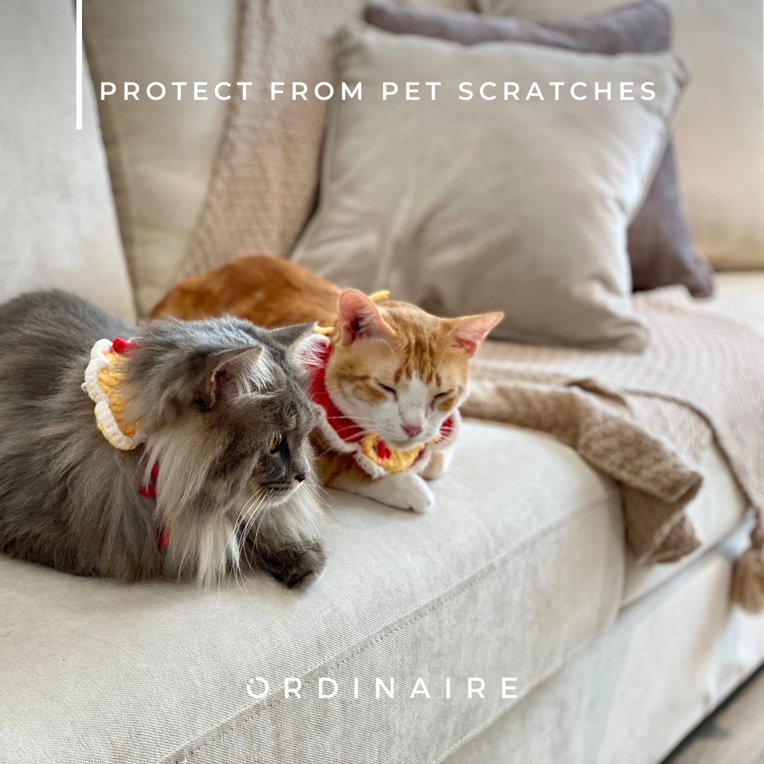 Protect your sofa from pet scratches in the house
