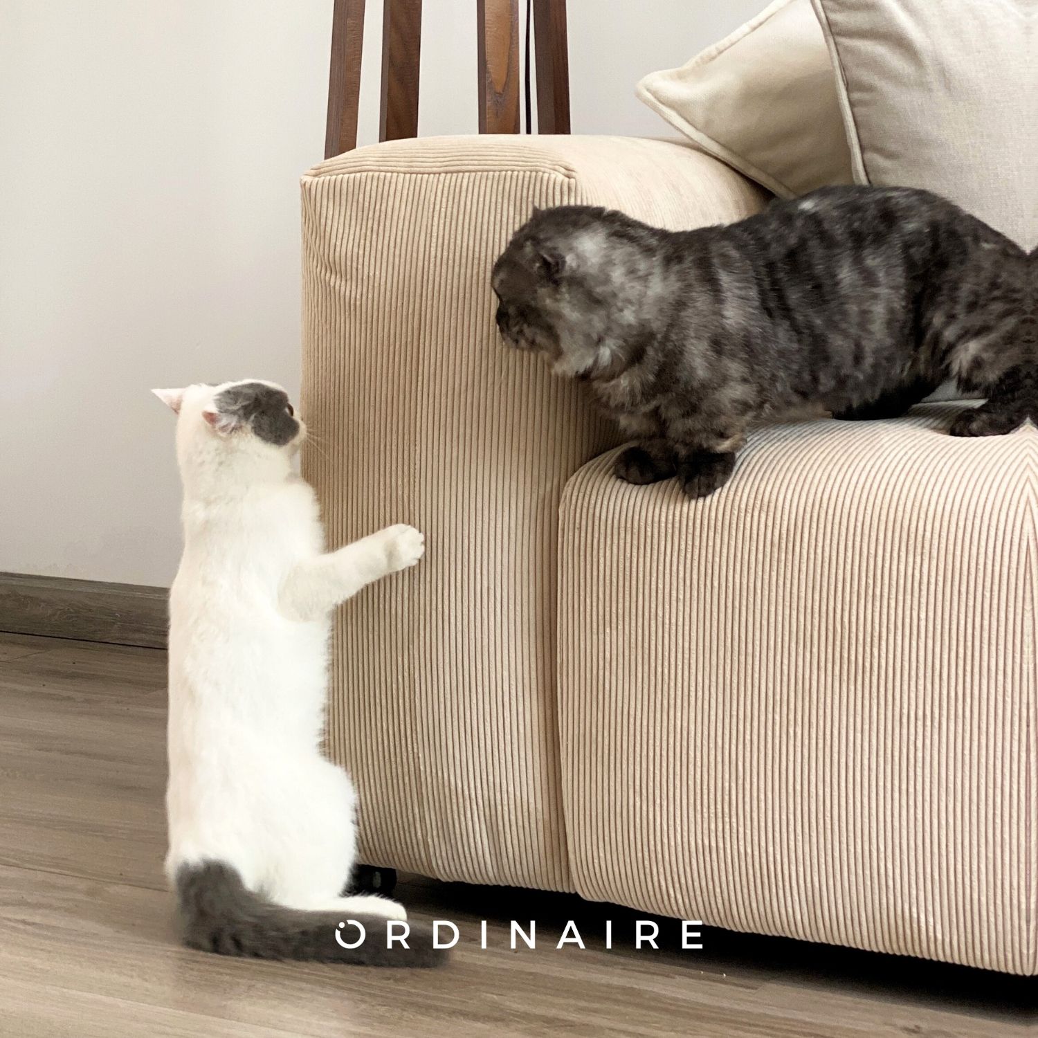 Protect your sofa from pet scratches in the house